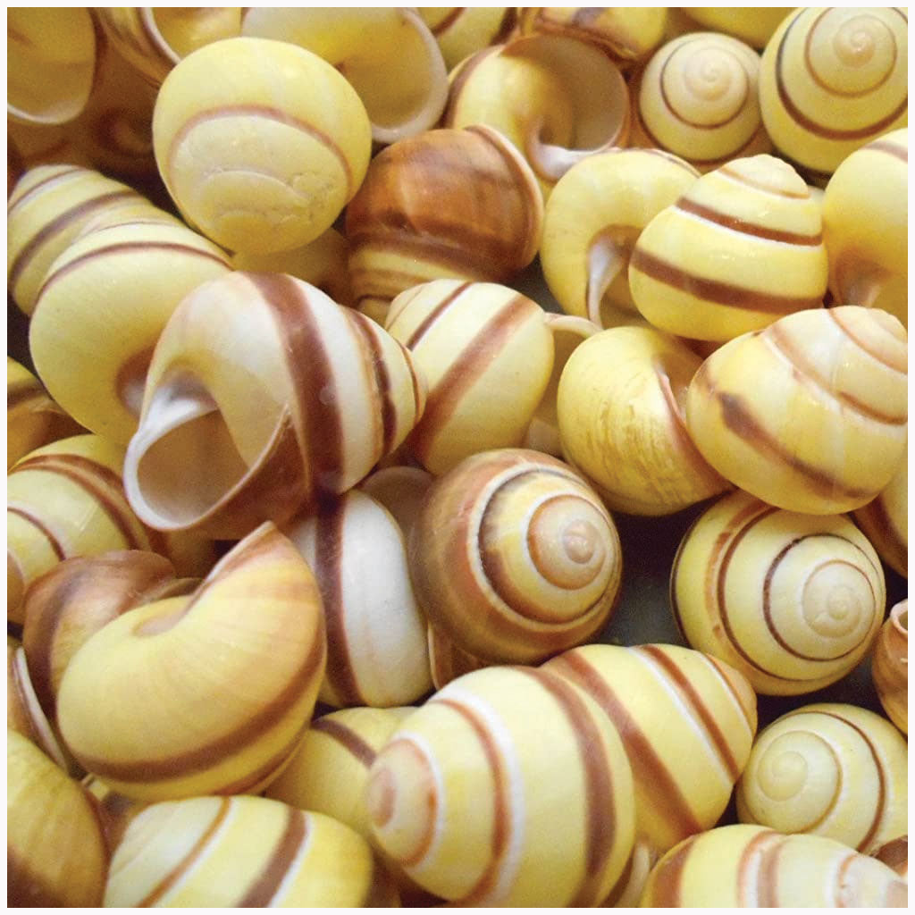 Snail Shelless Snail Shells 72pcs | Gourmet de Paris Australia | Gourmet de Paris ...