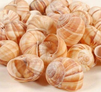 Escargot Shells (Empty) 72pcs